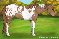Horse Color:Chestnut Tobiano Appaloosa 