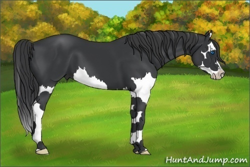Horse Color:Black Splash 