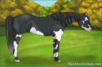 Horse Color:Black Splash