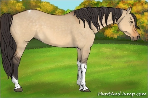 Horse Color:Buckskin Dun Tobiano 