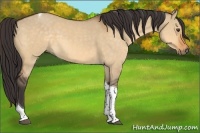 Horse Color:Buckskin Dun Tobiano 