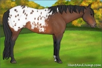 Horse Color:Bay Appaloosa