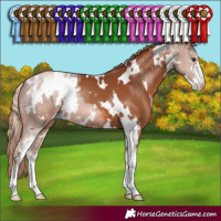 Horse Color:White Spotted Chestnut Sabino