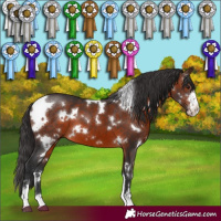 Horse Color:White Spotted Brown Sabino