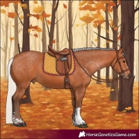 Horse Color:Silver Bay 