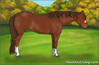 Horse Color:Gray Chestnut 