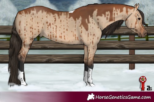 Horse Color:Bay Dun Tobiano Brindle 