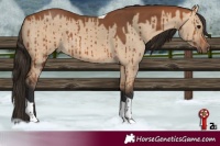Horse Color:Bay Dun Tobiano Brindle