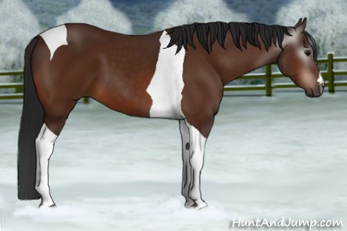 Horse Color:Gray Bay Tobiano 
