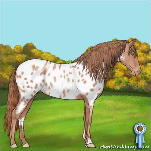 Horse Color:Gold Champagne Appaloosa 