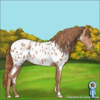 Horse Color:Gold Champagne Appaloosa 