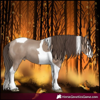 Horse Color:Classic Champagne Splash Tobiano Rabicano 