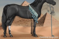 Horse Color:Blue Roan 