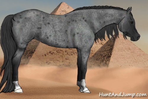 Horse Color:Blue Roan