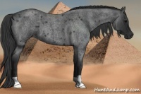 Horse Color:Blue Roan 