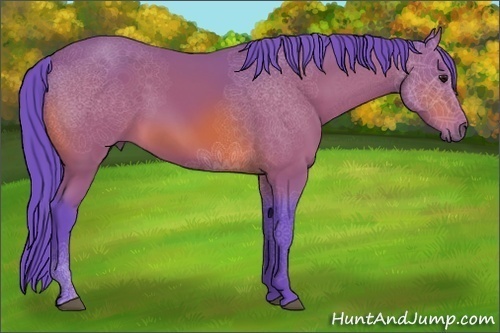 Horse Color:Watercolor Bay 