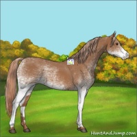Horse Color:White Spotted Chestnut 