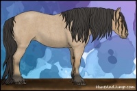 Horse Color:Buckskin Roan 