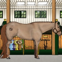 Horse Color:Red Dun Rabicano 