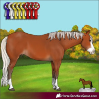 Horse Color:Silver Bay Splash 