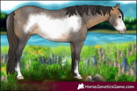 Horse Color:Buckskin Roan Sabino Frame Rabicano 