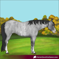 Horse Color:Blue Roan Sabino 