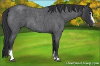 Horse Color:Blue Roan Sabino