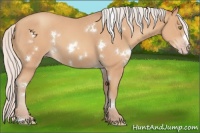 Horse Color:White Spotted Silver Amber Champagne 