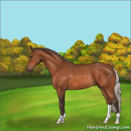 Horse Color:Silver Bay Rabicano 
