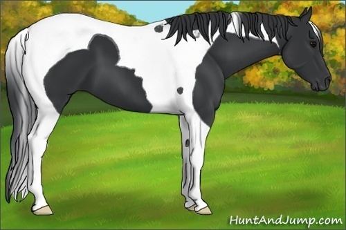 Horse Color:Black Tobiano 