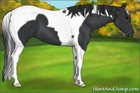 Horse Color:Black Tobiano 