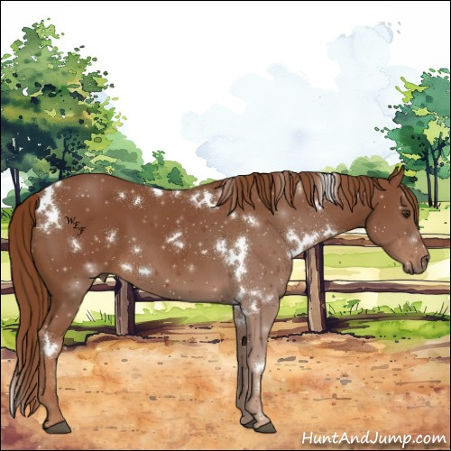 Horse Color:White Spotted Chestnut 