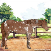 Horse Color:White Spotted Chestnut 