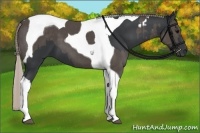 Horse Color:Black Tobiano and Silver Black Tobiano