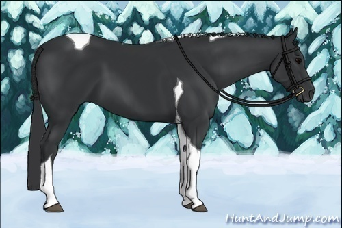 Horse Color:Black Tobiano 