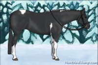Horse Color:Black Tobiano 