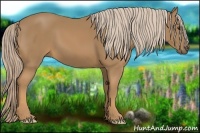 Horse Color:Palomino