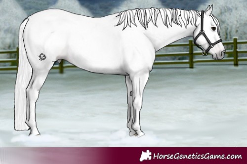 Horse Color:Gray White Spotted Bay Rabicano 