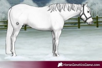 Horse Color:Gray White Spotted Bay Rabicano 