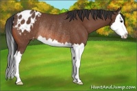 Horse Color:Bay Sabino Splash Appaloosa Rabicano