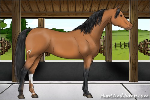 Horse Color:Bay 