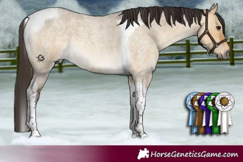 Horse Color:Buckskin Roan Dun Tobiano 