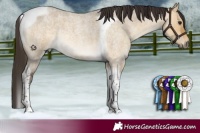 Horse Color:Buckskin Roan Dun Tobiano