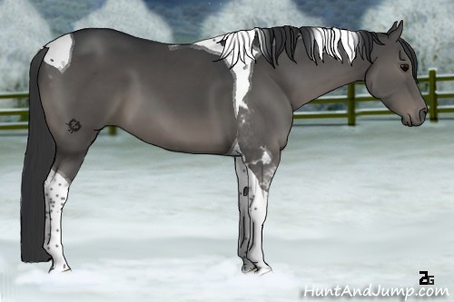Horse Color:Grullo Tobiano 