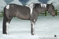 Horse Color:Grullo Tobiano 