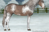 Horse Color:White Spotted Silver Blue Roan 