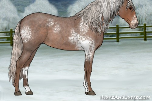 Horse Color:White Spotted Silver Blue Roan 
