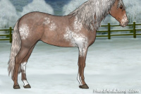 Horse Color:White Spotted Silver Blue Roan 