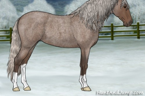 Horse Color:Silver Blue Roan