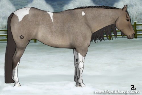 Horse Color:Smoky Grullo Roan Tobiano Rabicano 